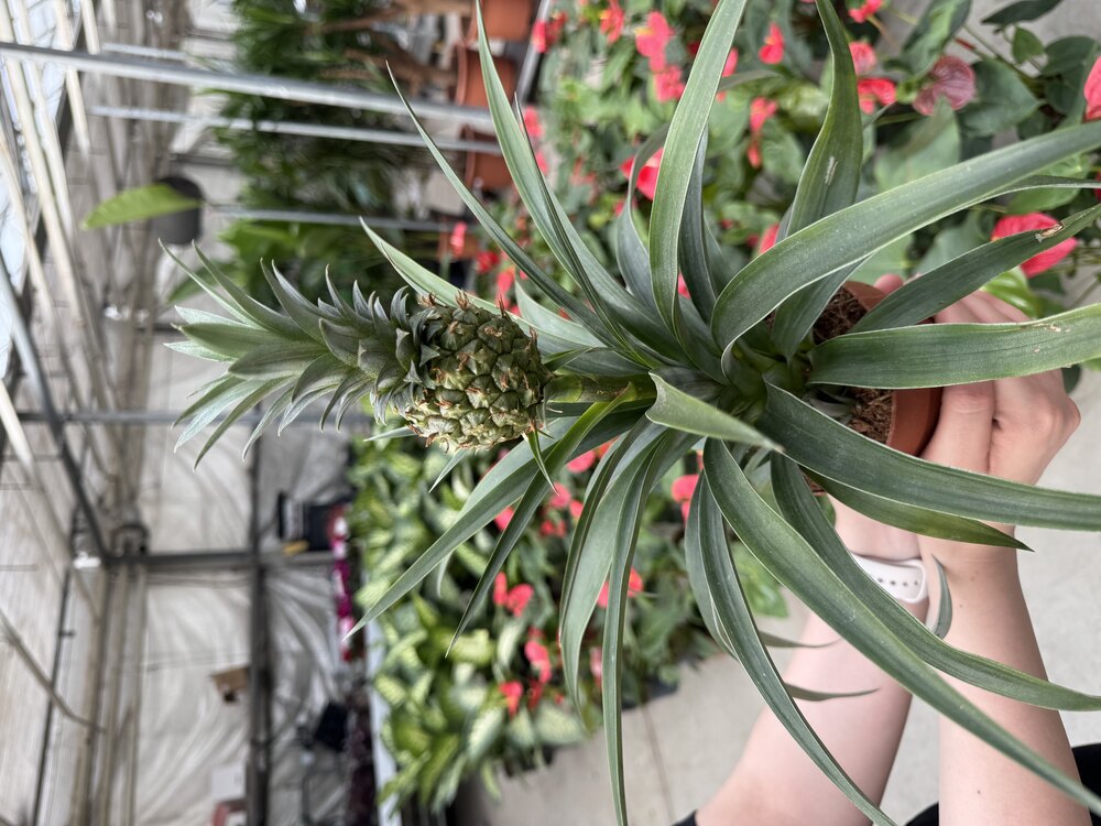 Ananas Plant (Ananas) 35Cm