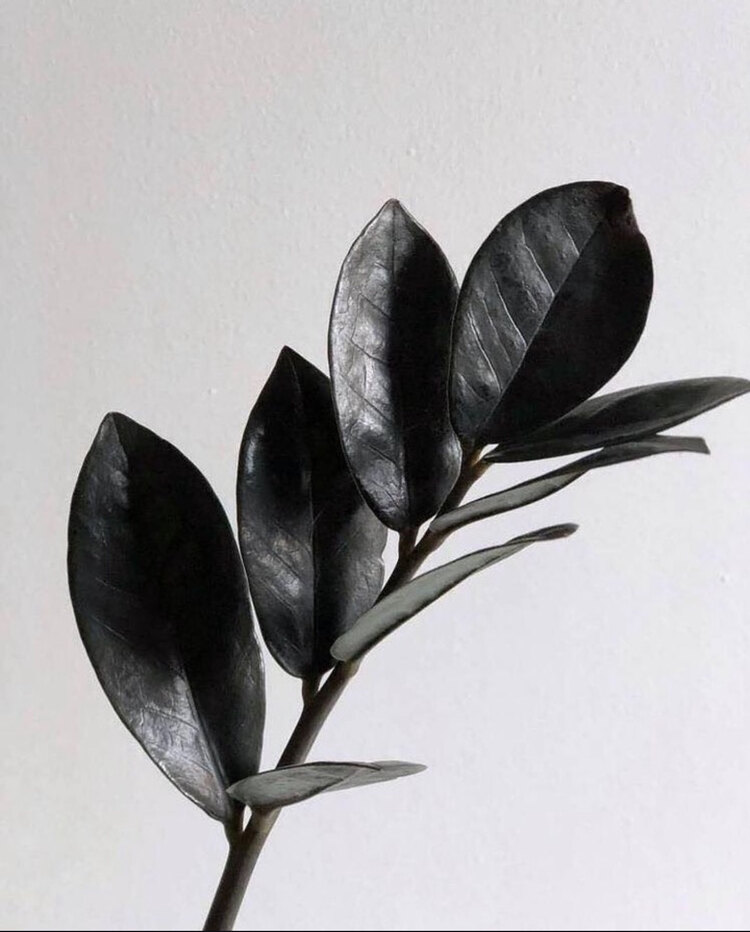 Zamioculcas Black Raven 40-50cm