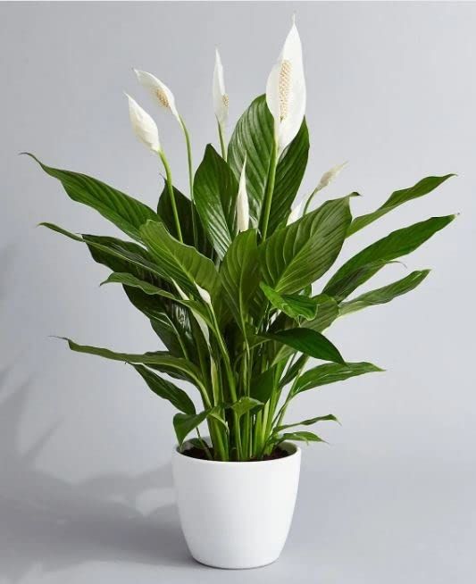 Barış Çiçeği (Spathiphyllum)