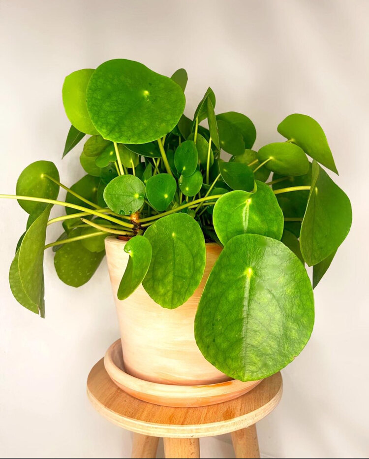 Pile Peperomioides (Çin Para Bitkisi)