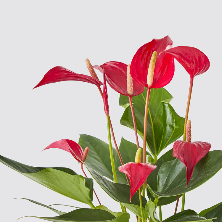 Antoryum (Anthurium Andraeanum Red) Bitkisi
