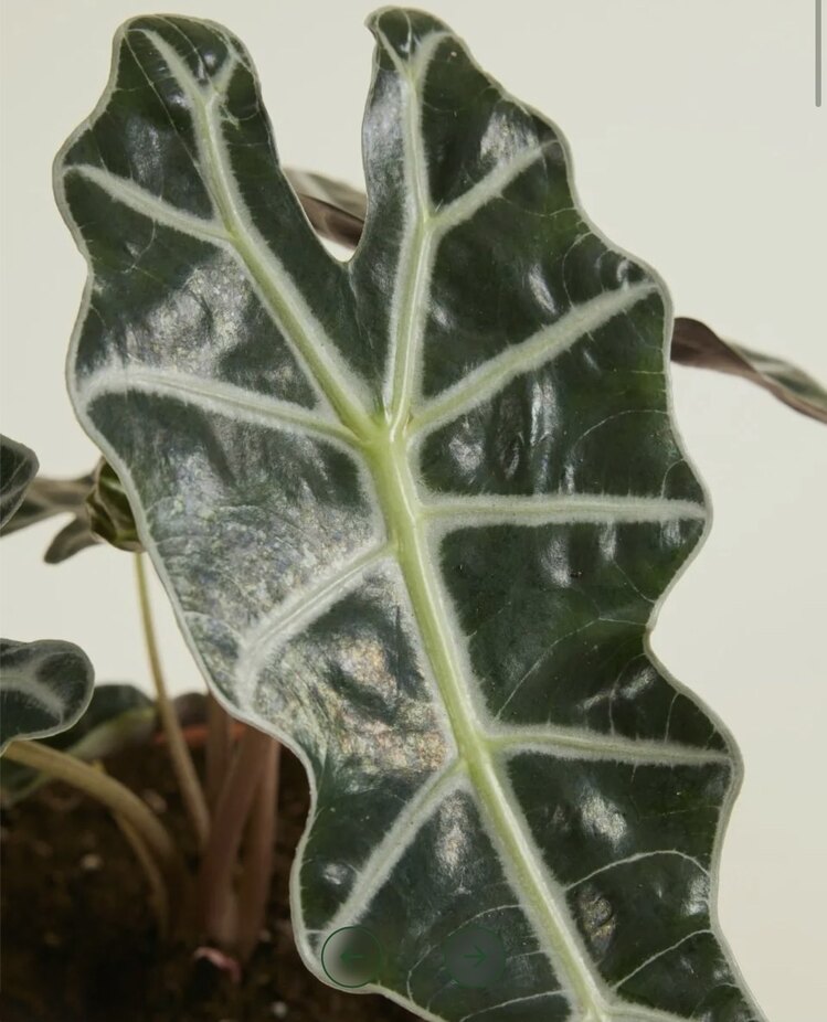 Alocasia Polly (Fil Kulağı) 20-25cm