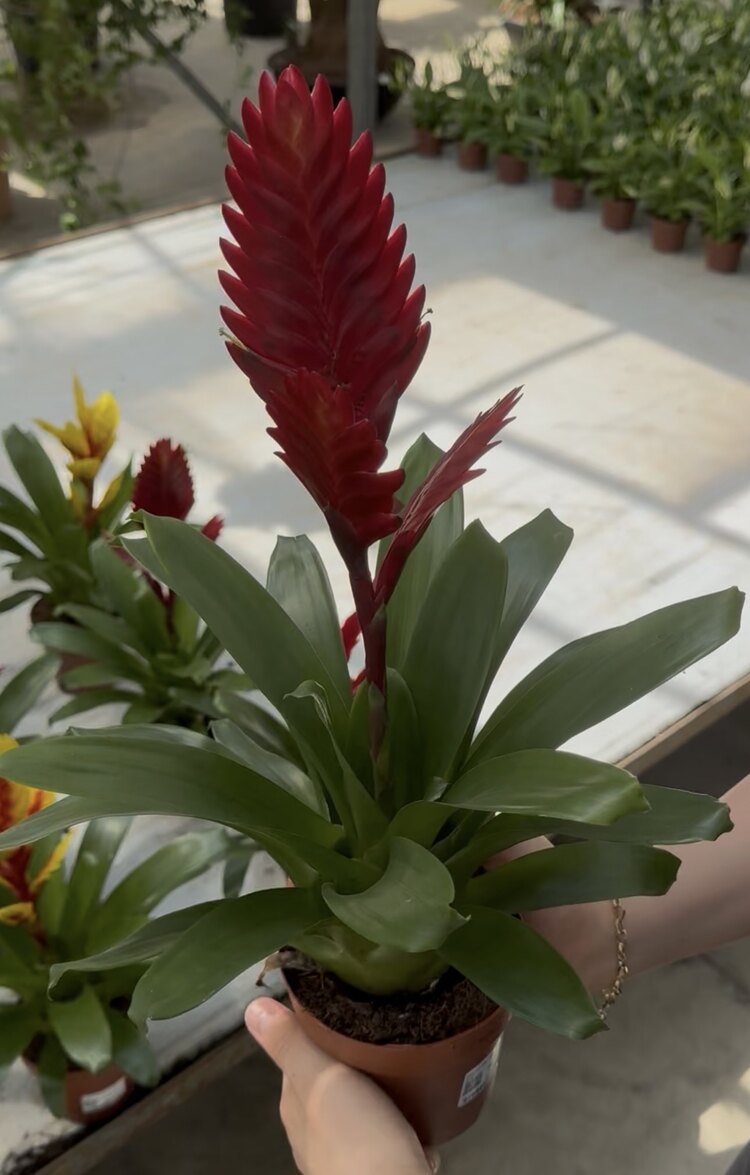 Alev Kılıcı Çiçeği (Vriesea Splendens)