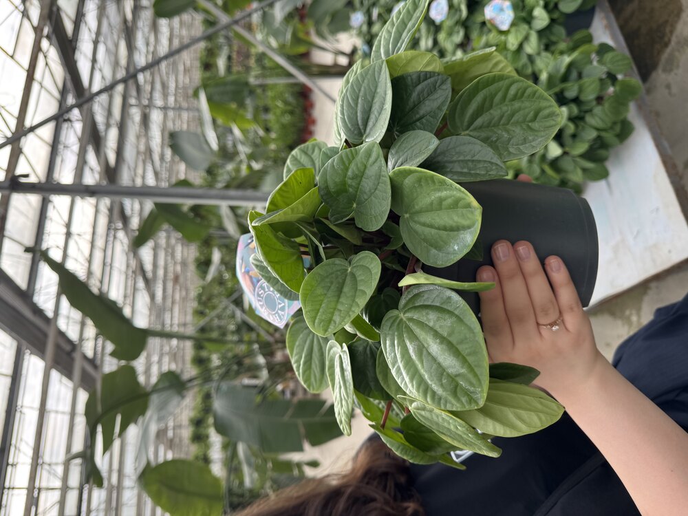Peperomia (Zümrüt Dalgası) 20cm 