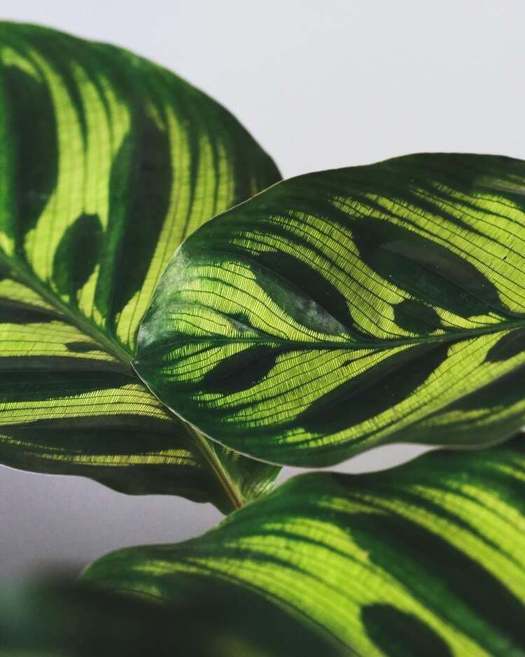 Calathea Makoyana - Tavus Kuşu Dua Çiçeği 60cm