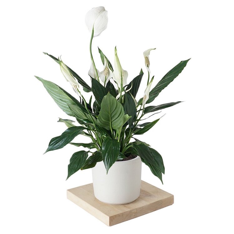 Barış Çiçeği (Spathiphyllum)