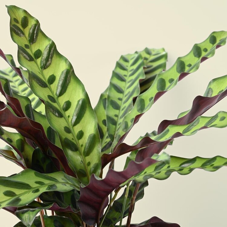 Calathea Lancifolia - Çıngıraklı Yılan Bitkisi
