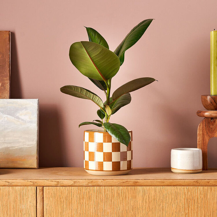 Ficus Robusta 25-35cm 