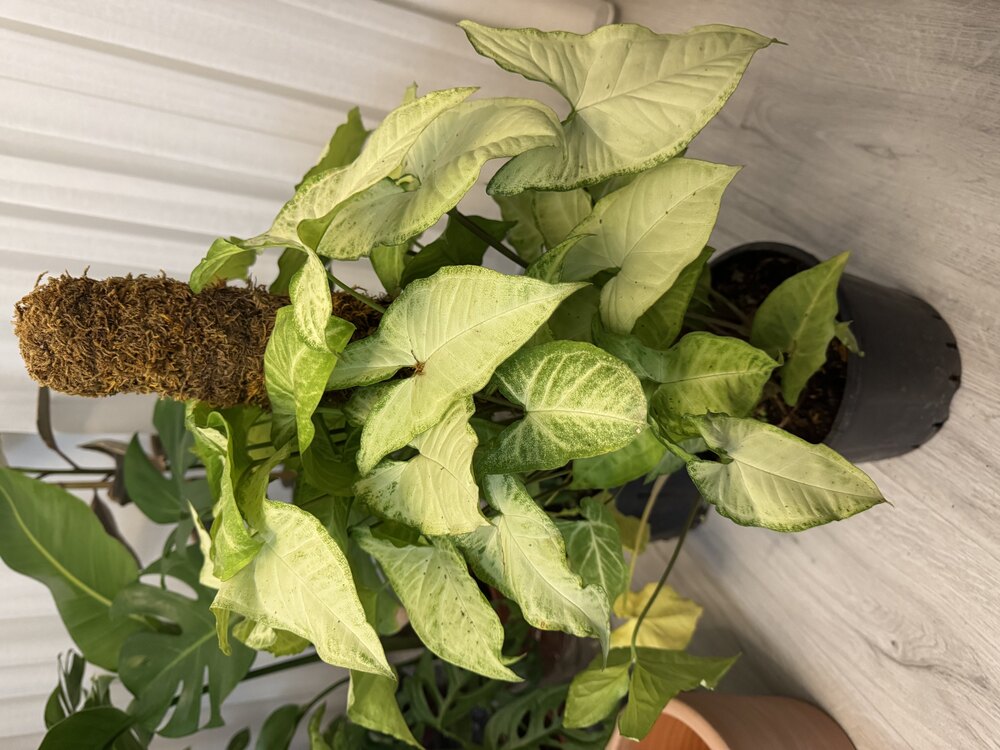 Syngonium - Ok Ucu Bitkisi 65Cm (Yosun Sopalı)
