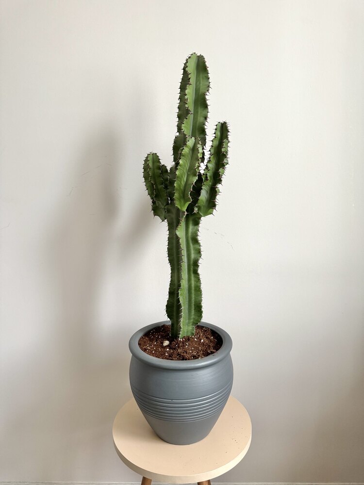 Euphorbia Ingens  (Kovboy Kaktüs) 80-90cm 