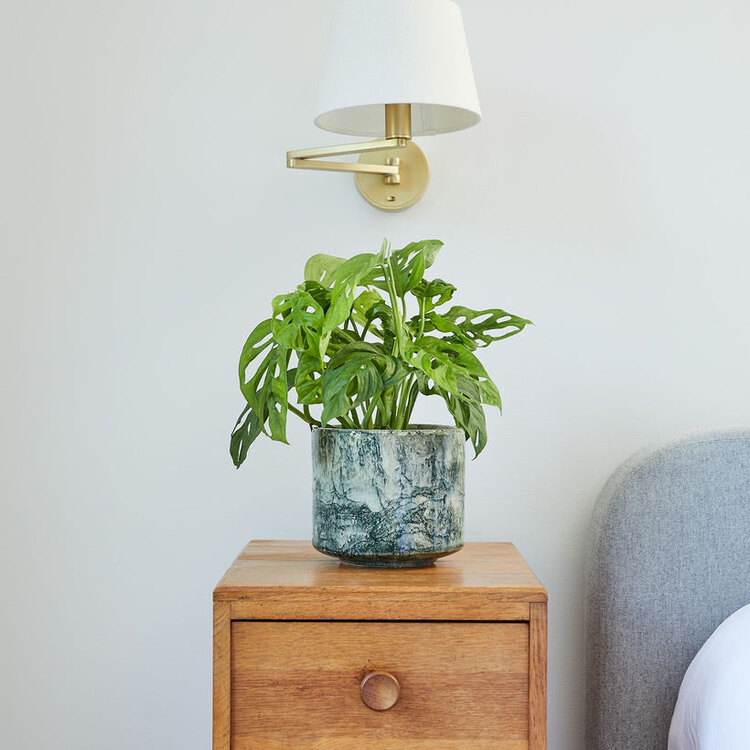 Monstera Adansonii - Maymun Maskesi Bitkisi