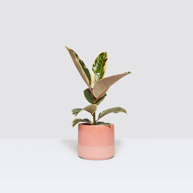 Ficus Elastica Tıneke 25-35cm