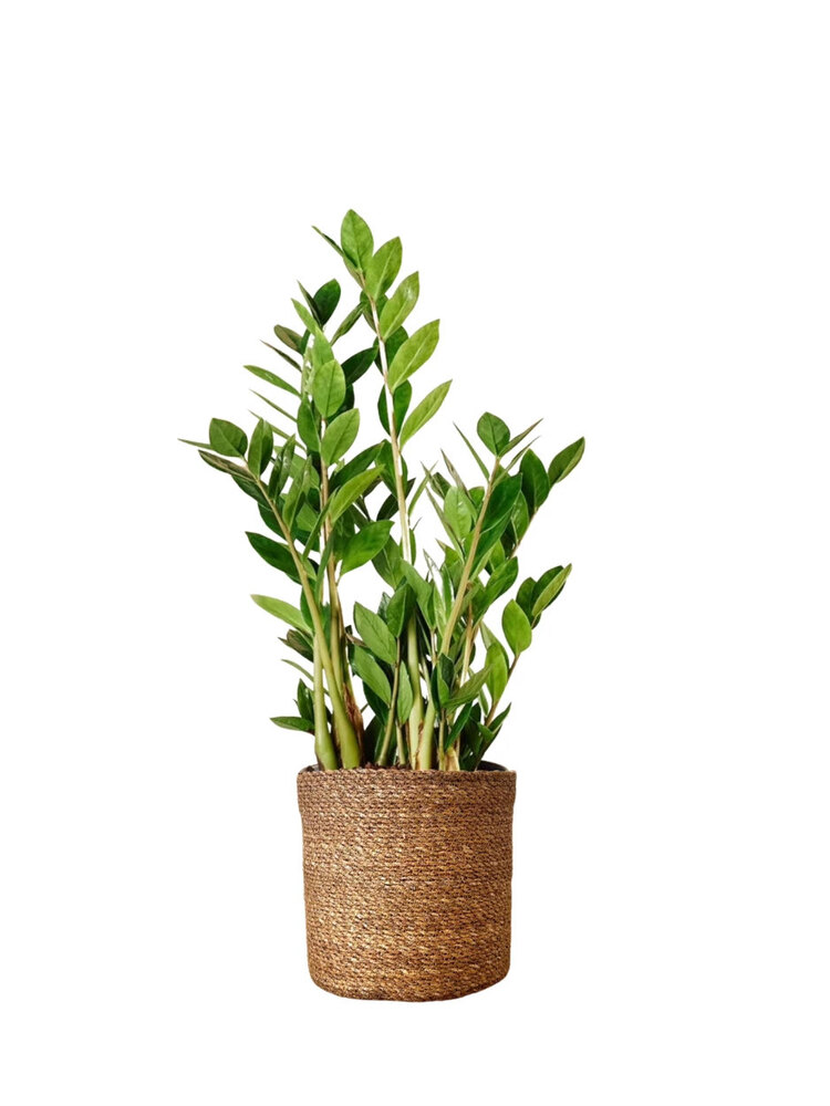 Zamia Zamioculcas (Zeze Çiçeği) XL 70-80cm