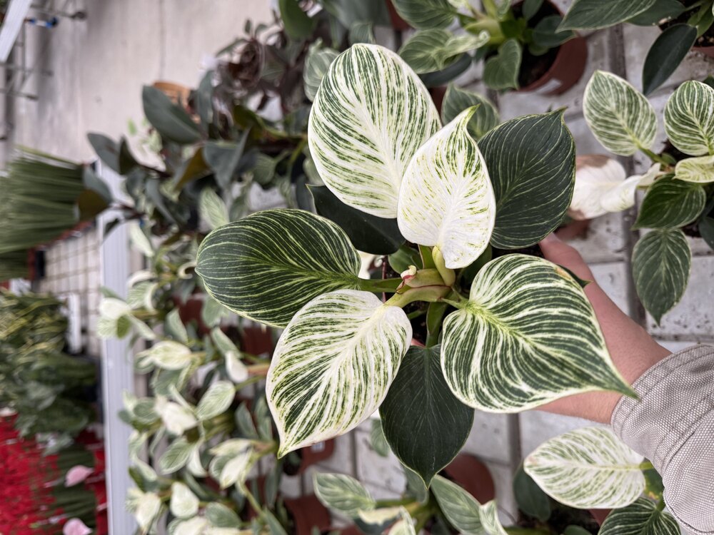 Philondendron Birkin