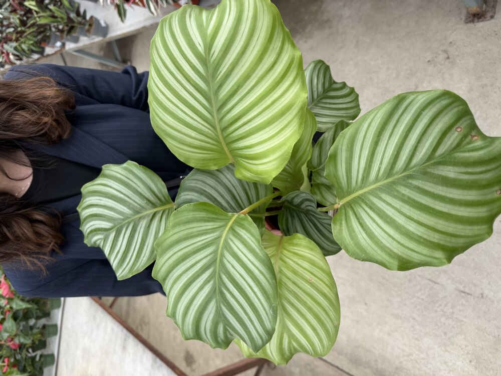  2’li Calathea Seti: Orbifolia & Makoyana