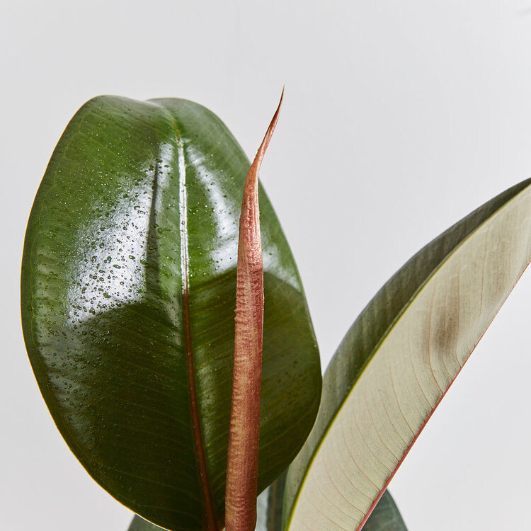Ficus Robusta 25-35cm 