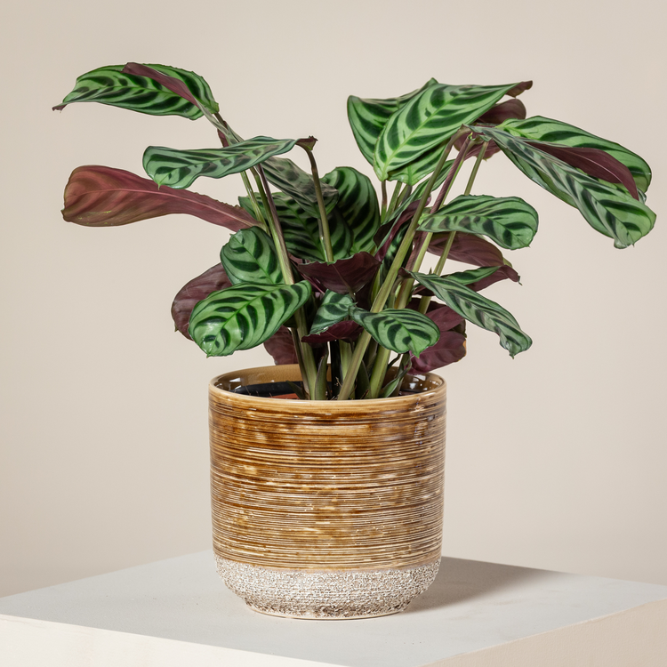 Dua Çiçeği (Özel Tür) Calathea Ctenanthe burle-marxii