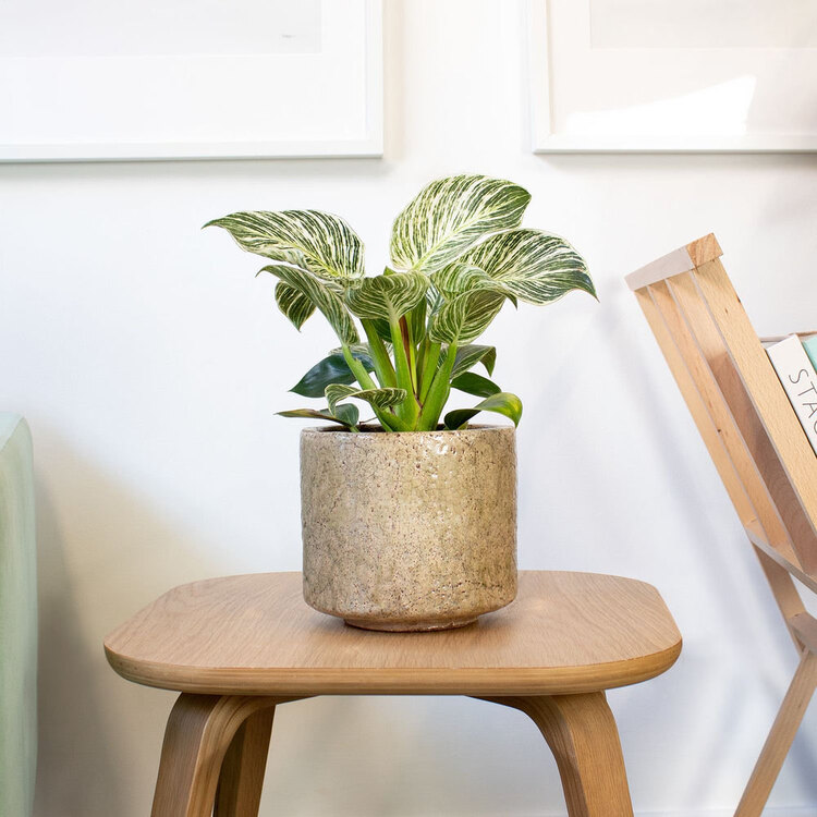 Philondendron Birkin