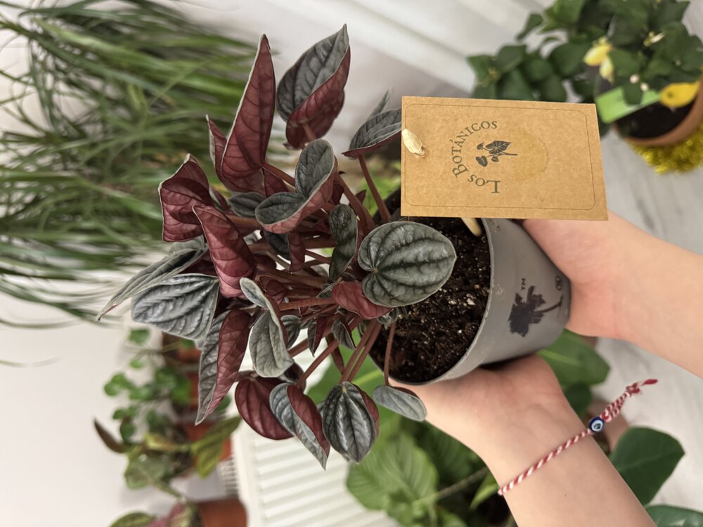Peperomia Caperata (Zümrüt Dalgası Çiçeği)