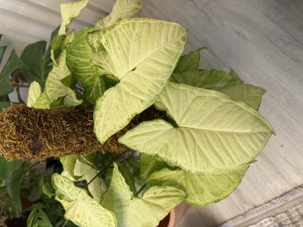 Syngonium - Ok Ucu Bitkisi 65Cm (Yosun Sopalı)