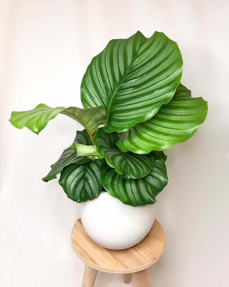 Calathea Orbifolia - Yuvarlak Yapraklı Dua Çiçeği