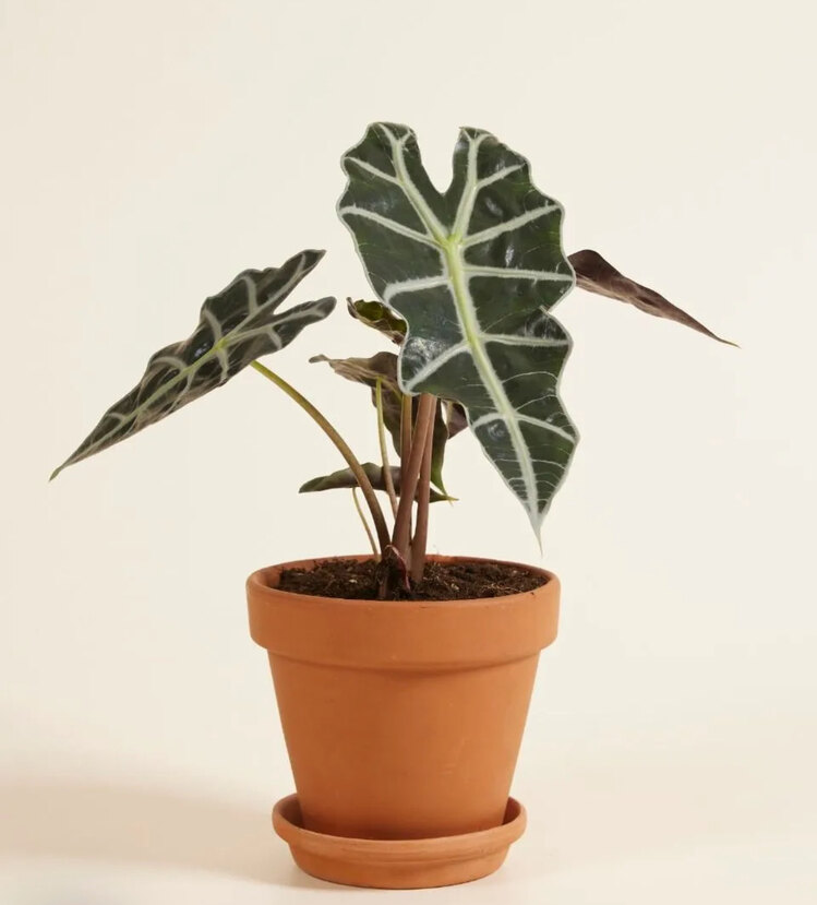 Alocasia Polly (Fil Kulağı) 20-25cm