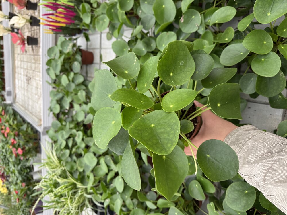Pile Peperomioides (Çin Para Bitkisi)