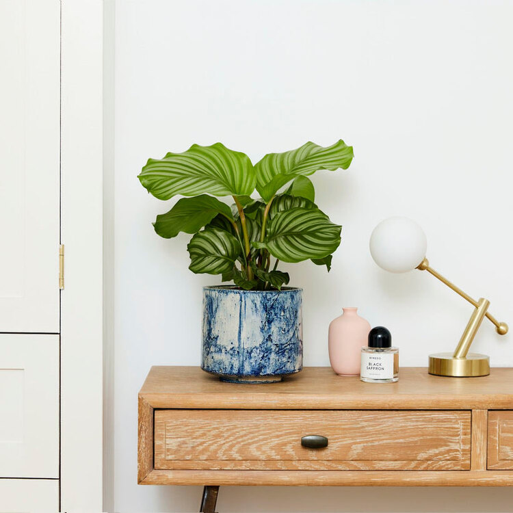 Calathea Orbifolia - Yuvarlak Yapraklı Dua Çiçeği