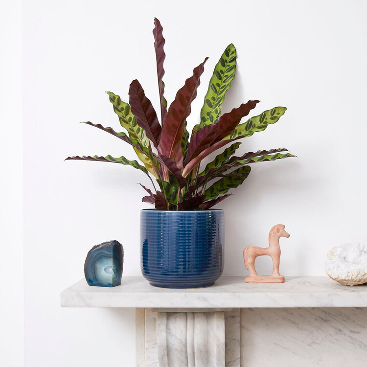 Calathea Lancifolia - Çıngıraklı Yılan Bitkisi