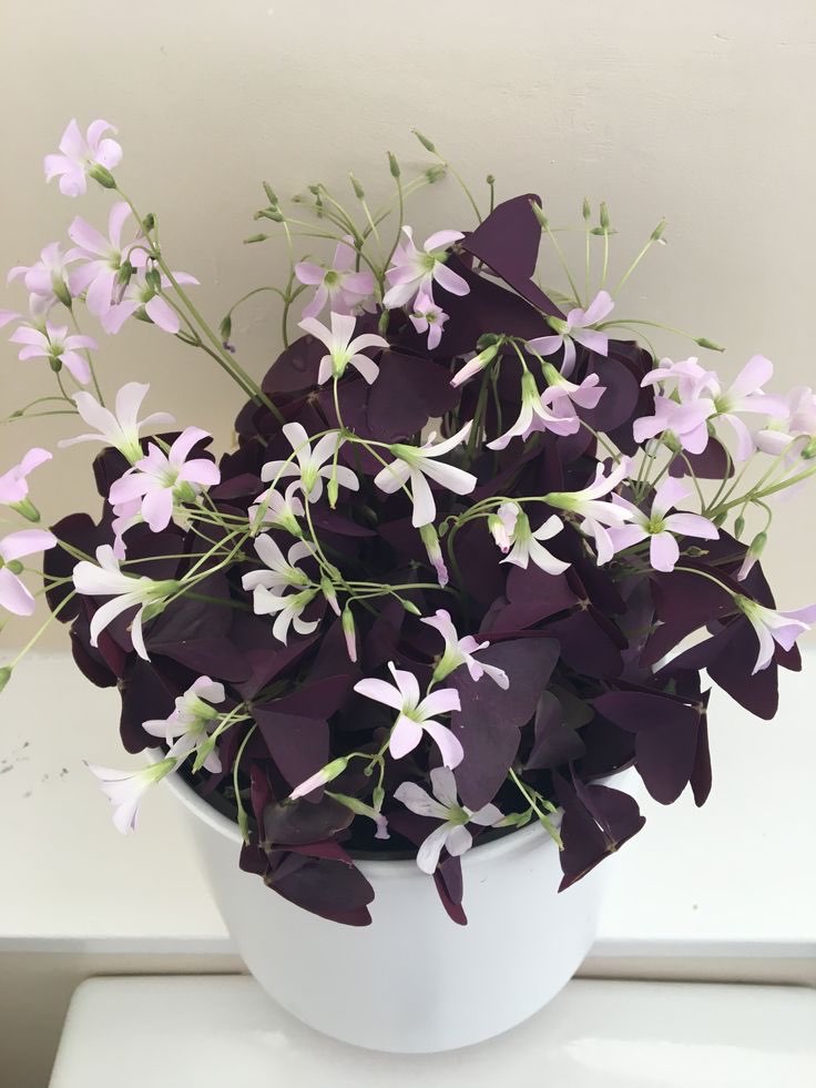Oxalis Triangularis (Kelebek Çiçeği)