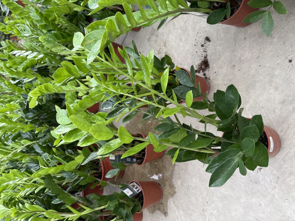 Zamia Zamioculcas (Zeze Çiçeği) XL 70-80cm