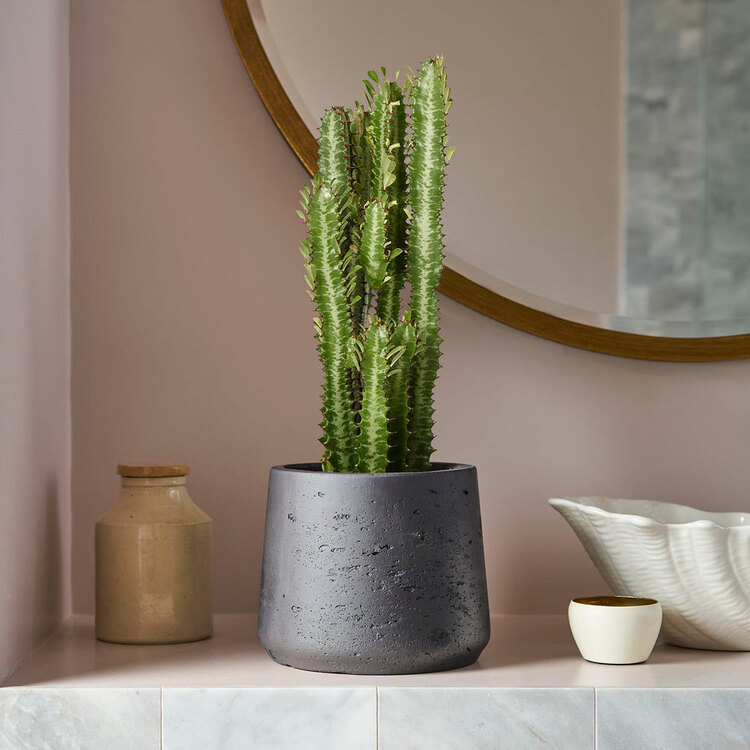 Euphorbia Trigona (Süt Kaktüsü)