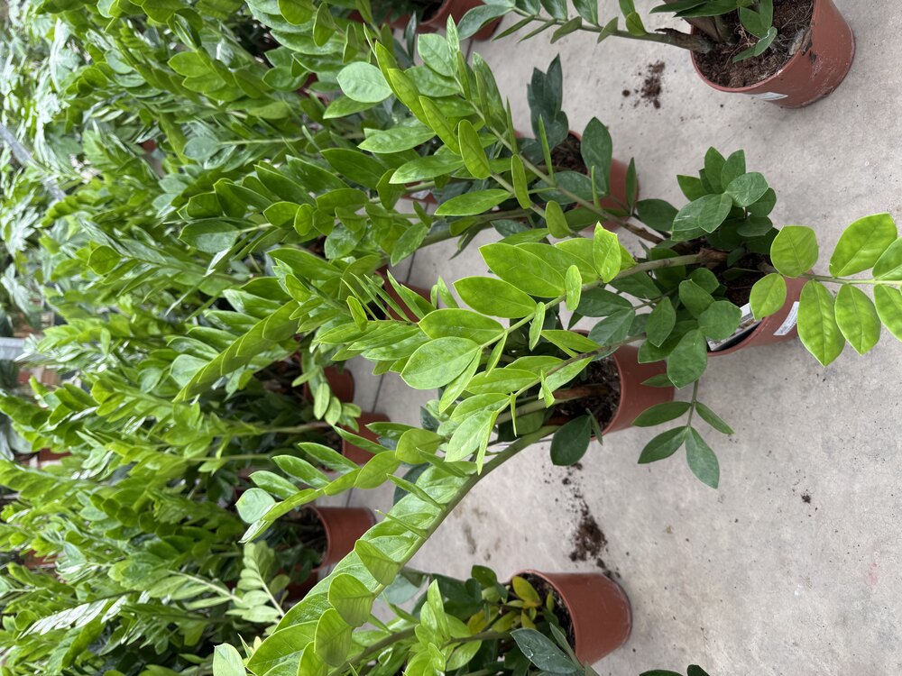Zamia Zamioculcas (Zeze Çiçeği) 75cm
