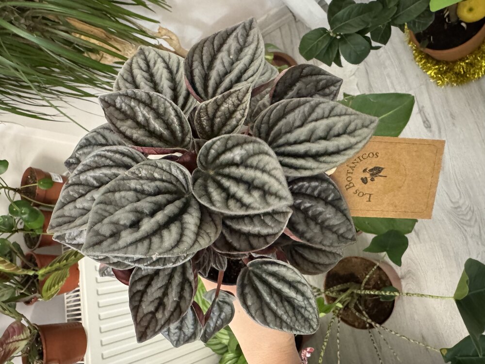 Peperomia Caperata (Zümrüt Dalgası Çiçeği)
