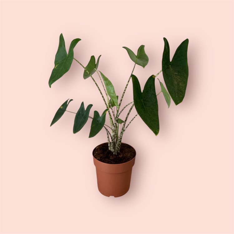 Alocasia Zebrina - Zebra Desenli Fil Kulağı 85cm
