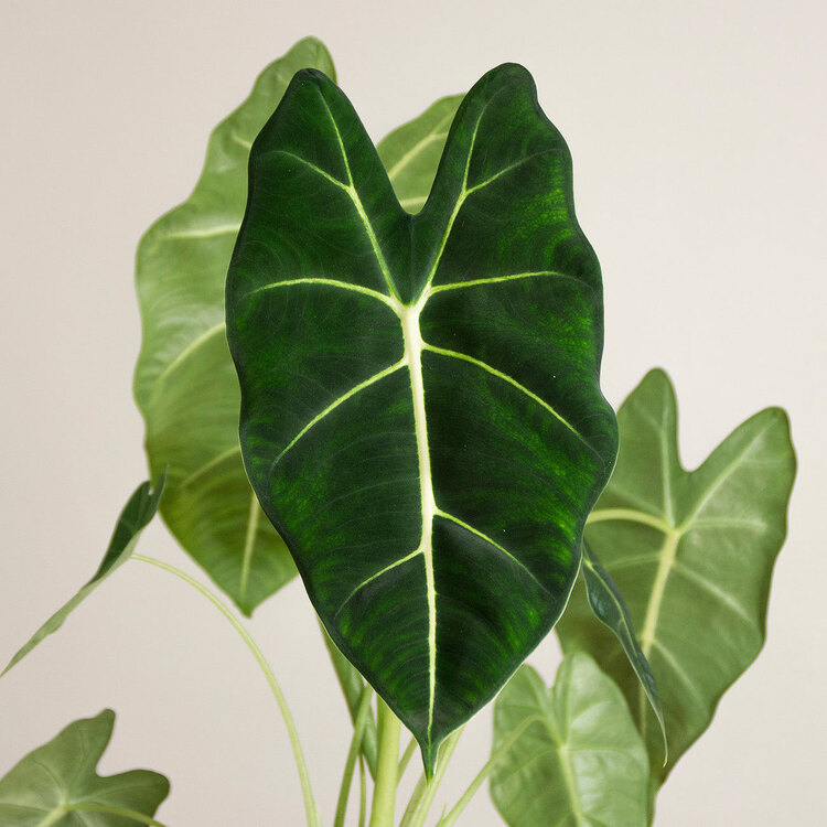 Alocasia Frydek (Fil Kulağı) 35cm