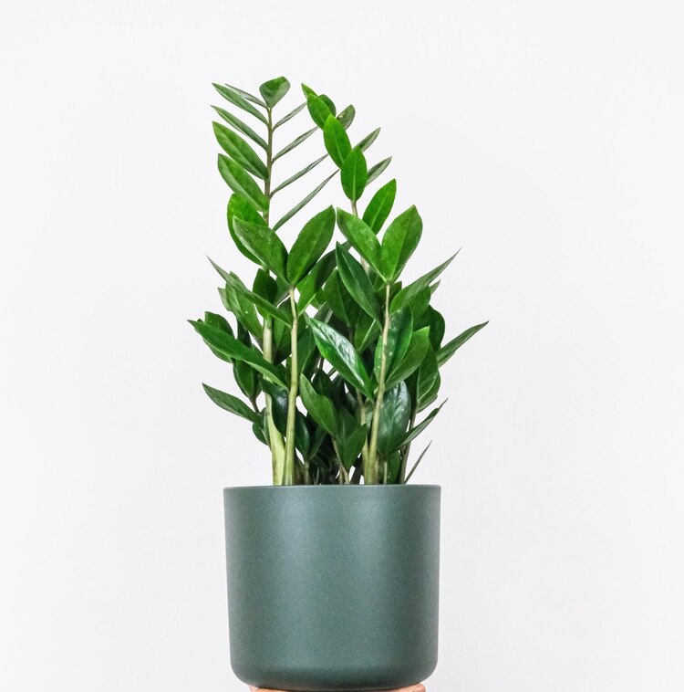 Zamia Zamioculcas (Zeze Bitkisi) L 60cm