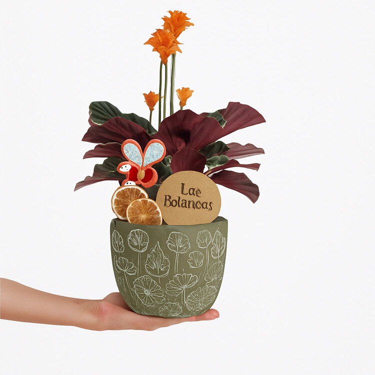 Calathea Crocota
