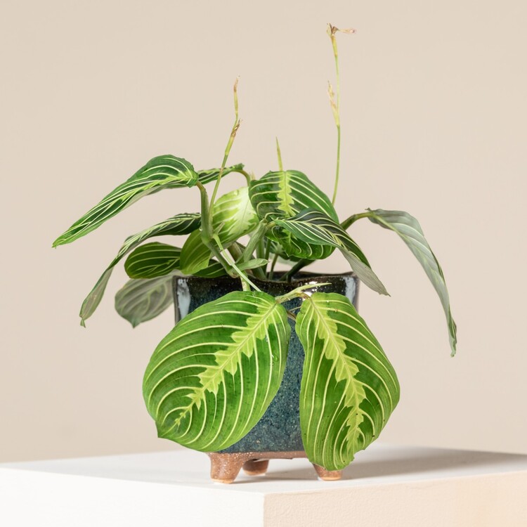 Maranta Fascinator - Büyüleyici Dua Çiçeği 