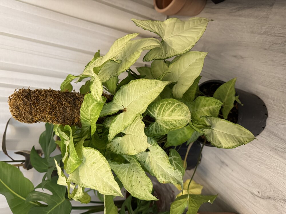 Syngonium - Ok Ucu Bitkisi 65Cm (Yosun Sopalı)
