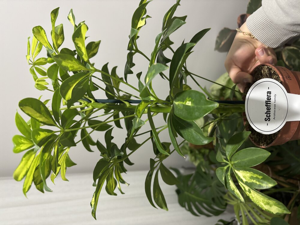Schefflera Arboricola Gold Capella (Alacalı Şeflera - Şeflera Bitkisi - Şemsiye Ağacı)