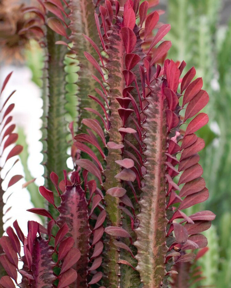 Kırmızı Süt Kaktüsü (Euphorbia Trigona Red) 25-30cm Kaktüs