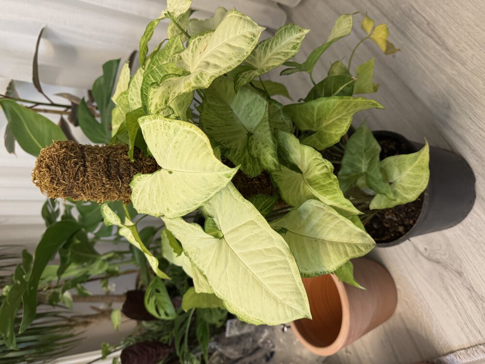 Syngonium - Ok Ucu Bitkisi 65Cm (Yosun Sopalı)