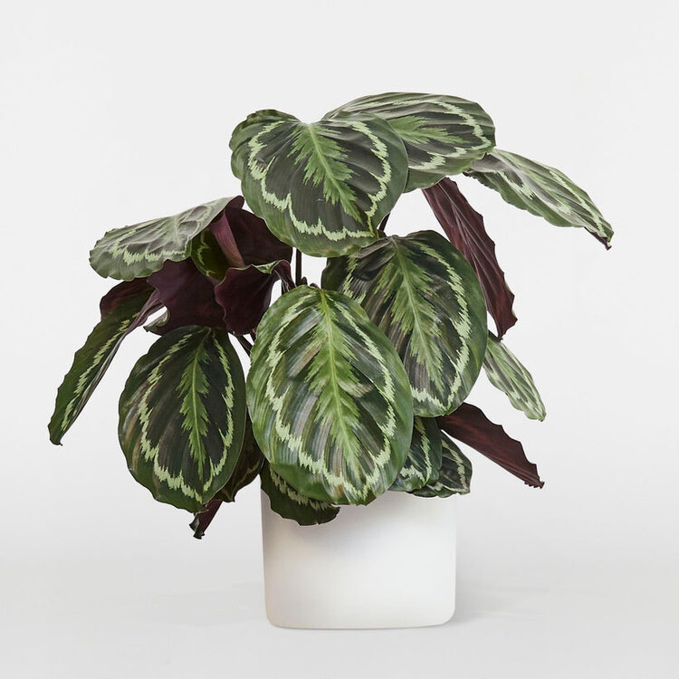 Calathea Medallion - Madalyon Dua Çiçeği 50cm