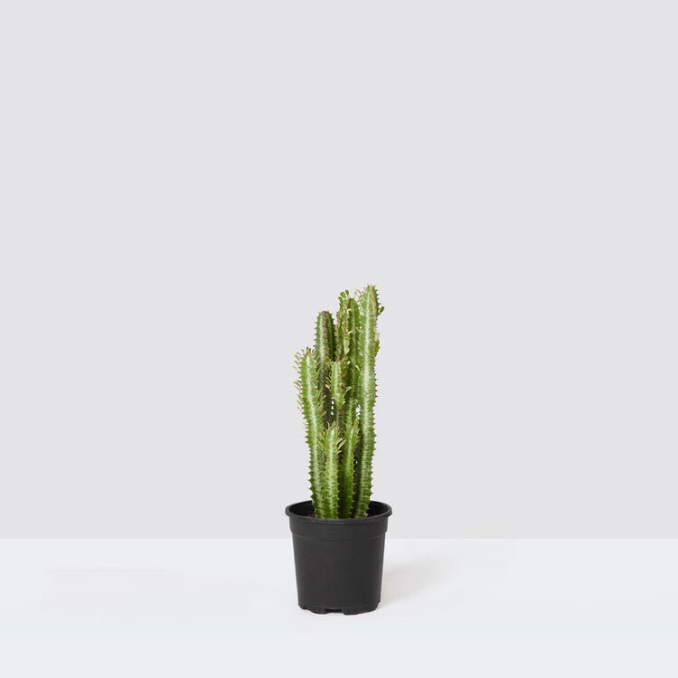 Euphorbia Trigona (Süt Kaktüsü)