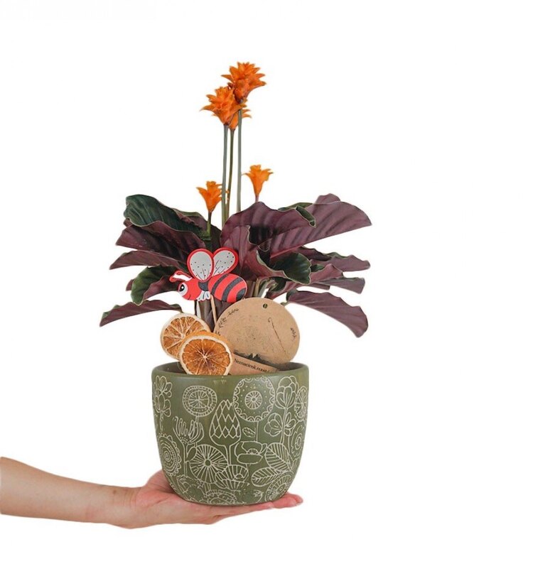Calathea Crocota