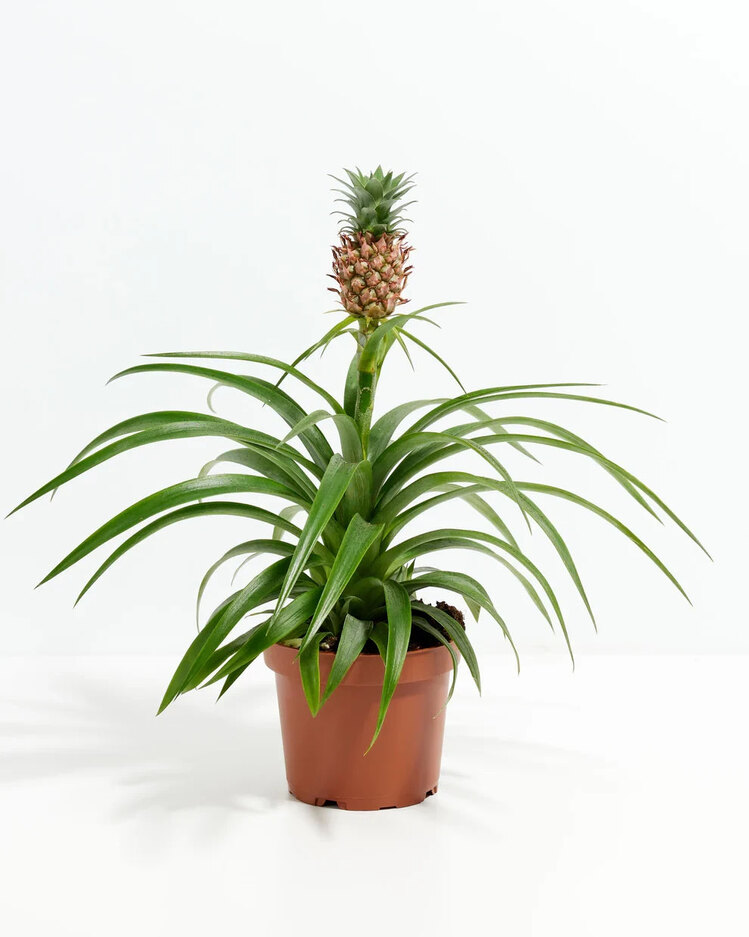 Ananas Plant (Ananas) 35Cm