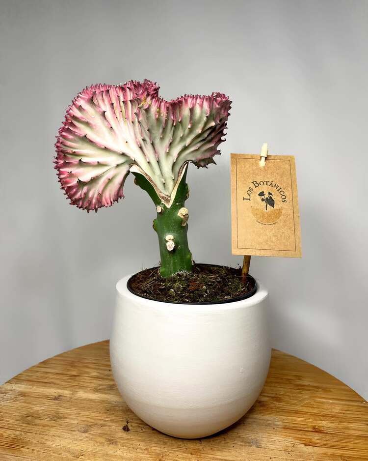 Euphorbia Lactea ‘Cristata’ - Mercan Kaktüsü