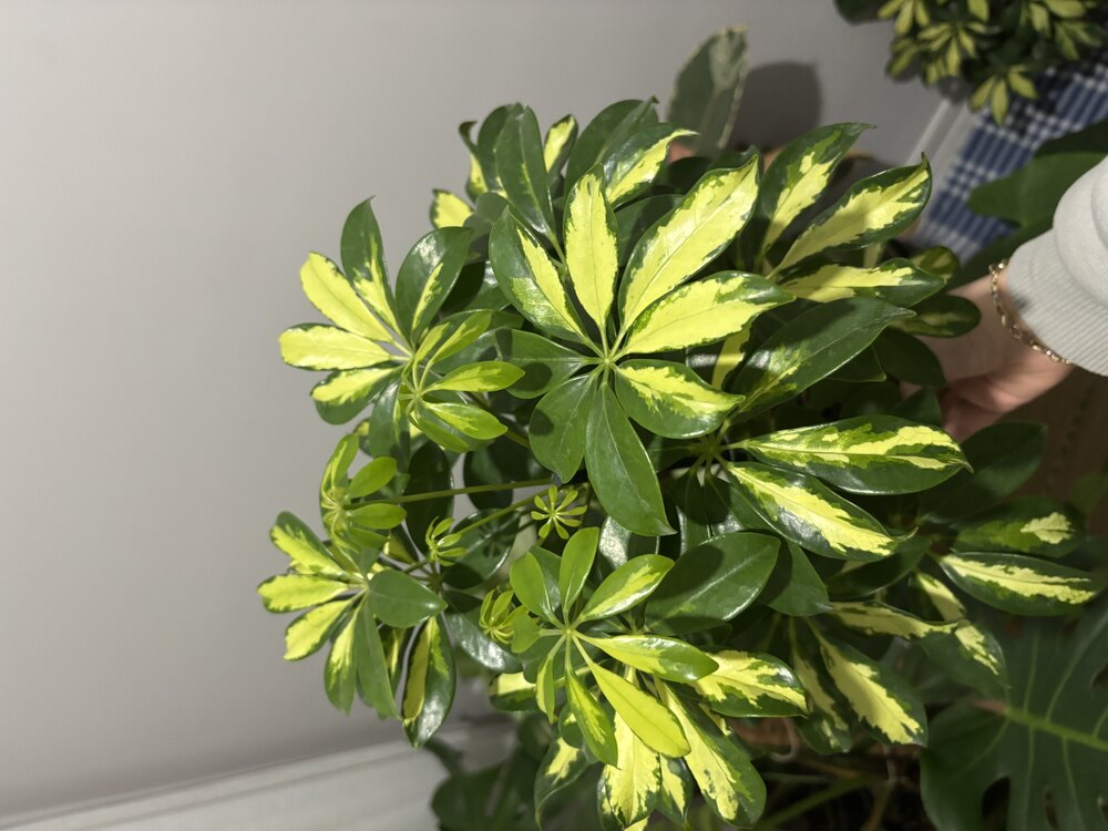 Schefflera Arboricola Gold Capella (Alacalı Şeflera - Şeflera Bitkisi - Şemsiye Ağacı)