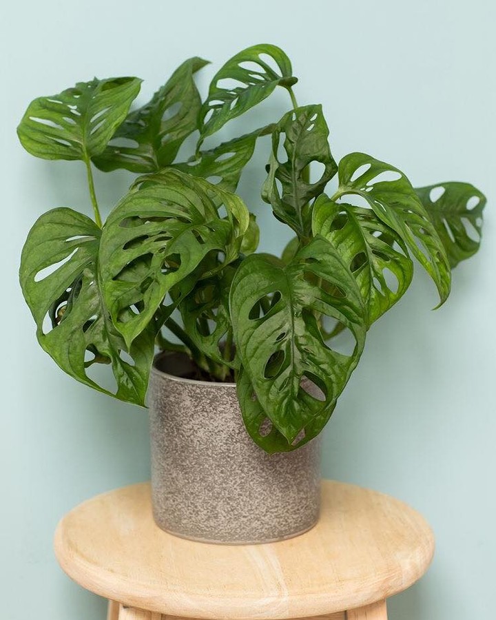 Monstera Adansonii - Maymun Maskesi Bitkisi